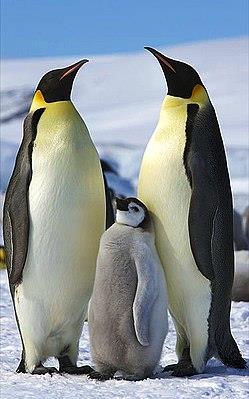 2. Allgemeines über Pinguine Pinguine gehören zu den Vögeln, jedoch im Laufe der Evolution verloren sie ihre Flugfähigkeit.