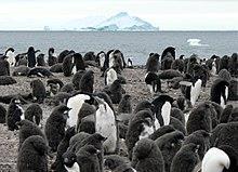 Verbreitung und Anzahl der Pinguine in der Antarktis Pinguine leben in der freien Natur nur auf der südlichen Halbkugel.