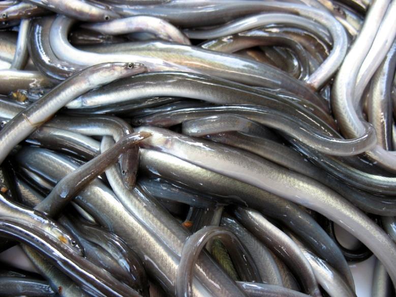 Einleitung Vorgestreckte Aale (Farmaale) 3 12 g Stückmasse Vorteile robustere Fische kürzere Abwachszeit geringere Stückverluste das