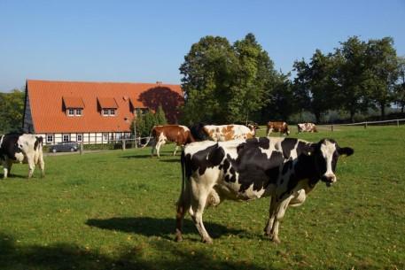 Manchmal kann man die streicheln Das Haus hat: TV Anmeldung