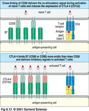 durch Quervernetzung von CD28 wird bei der Aktivierung naiver T-Zellen ein costimulierendes Signal ausgesandt und die Expression von CTLA-4 (CD152) ausgelöst Die T-Zell-Aktivierung über den