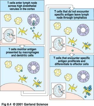 T-Zellen gelangen über Venolen mit hohem Endothel in den Cortex der Lymphknoten T-Zellen, die nicht auf ihr spezifisches Antigen treffen, verlassen den Lymphknoten über die Lymphbahnen Naive T-Zellen