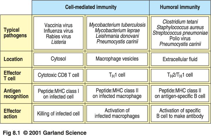 Die Rolle von T-Effektorzellen bei der zellulären und humoralen Immunreaktion gegen verschiedene Krankheitserreger zellvermittelte Immunität humorale Immunität Typische Krankheitserreger