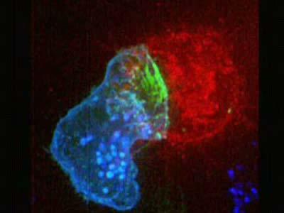 Vorübergehende Verbindungen zwischen T-Zellen und antigenpräsentierenden Zellen