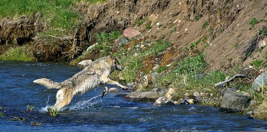 DEN YELLOWSTONE WӦLFEN AUF DER SPUR * Wolfreise im Yellowstone Nationalpark, USA (min. 3 - max.