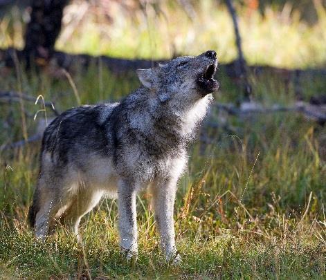 4 Unsere Führer: Peter Dettling: Seit mehr als 13 Jahren beobachtet Dettling regelmässig wildlebende Wölfe in Kanada, USA wie auch in der Schweiz.