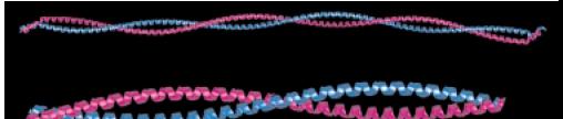 Tropomyosin αß Heterodimer und αα/ßß- Homodimer Verhältnis von α und