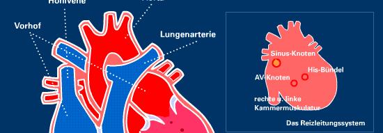 Aufbau der Herzmuskulatur Herz: