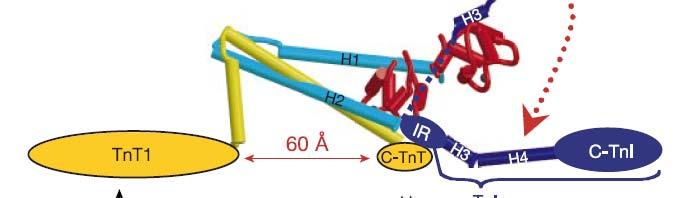 Actin Tropomyosin Myosin TnC TnT Erhöhung der intrazellulären [Ca2+] nach einem
