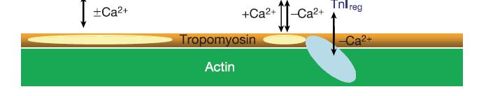 Positionsänderung des TMs, Bindung von Myosin möglich Ca 2+ Actin Tropomyosin TnI