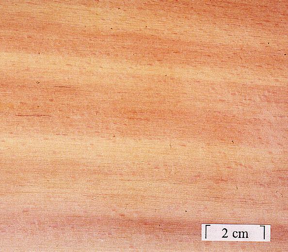 Darrdichte Jahrringfraktion Dokumentation des Umgebungsklimas und der Holzfeuchte während der Lagerung von Stammholz,