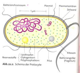 2006 Biologie für