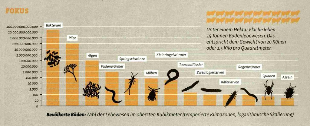 Kleinringelwürmer Tausendfussler Tausendfüssler Unter einem Hektar Fläche Flache leben 15 Tonnen Bodenlebewesen.