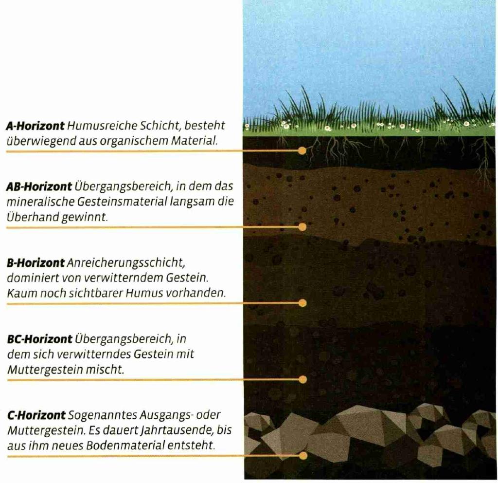 Grundlage für die Bodenbestimmung ist die Unterteilung in dessen verschiedene Schichten, die sogenannten Bodenhorizonte (siehe Grafik rechts).