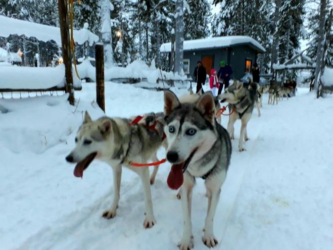Winter ist eine Tour durch Lappland sehr empfehlenswert, um die Mökkis, eine typische finnische Holzhütte mit Sauna kennenzulernen, die Nordlichter noch besser zu sehen, die Polarnacht zu erleben,