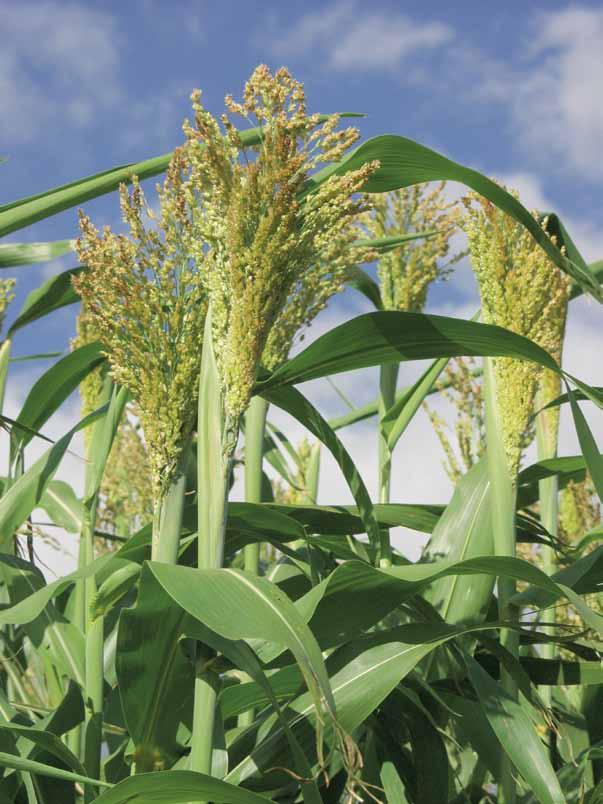 Saatgutbedarf Mais Saatgutbedarf bei 95 % Feldaufgang Ablage in cm Pflanzen/m 2 Körner/m 2 bei 75 cm bei