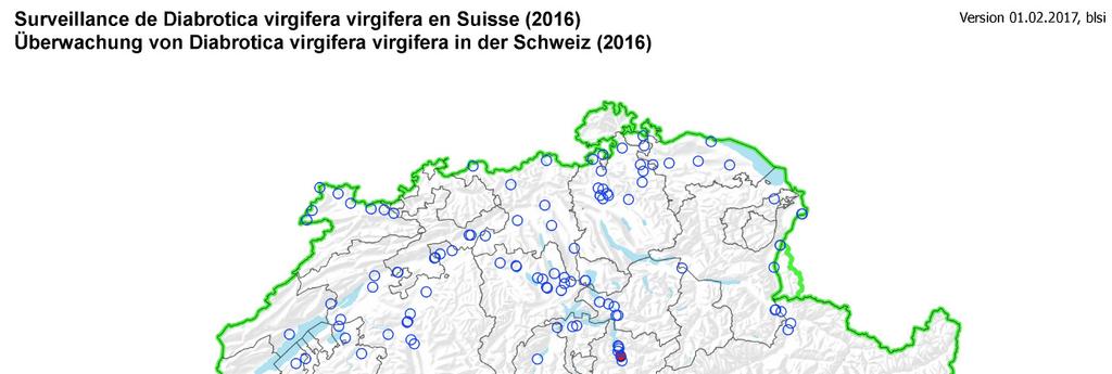 Schweiz 2000-2016 Im TI gibt es jedes Jahr zahlreiche Fänge in Fallen: wiederkehrende Einwanderung aus Norditalien Alpennordseite (BS, GR, LU, SO, SZ, ZG, ZH, UR): sporadische Fänge von einzelnen
