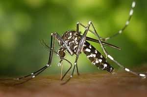 VI. Indirekte gesundheitliche Folgen -> Übertragbare Krankheiten ausgelöst durch die Tigermücke Überträger des Dengue-Fiebers und 20 weiterer vektorübertagener Infektionskrankheiten In Italien,