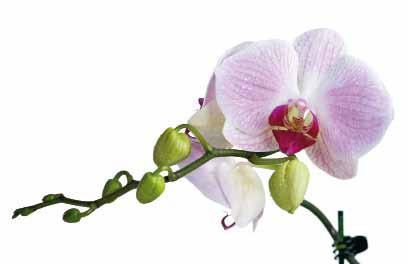 So lässt sich auch eine komplexe Gestalt wie hier die Orchideenblüte einfach nachzeichnen; gleich groß, vergrößert oder verkleinert.