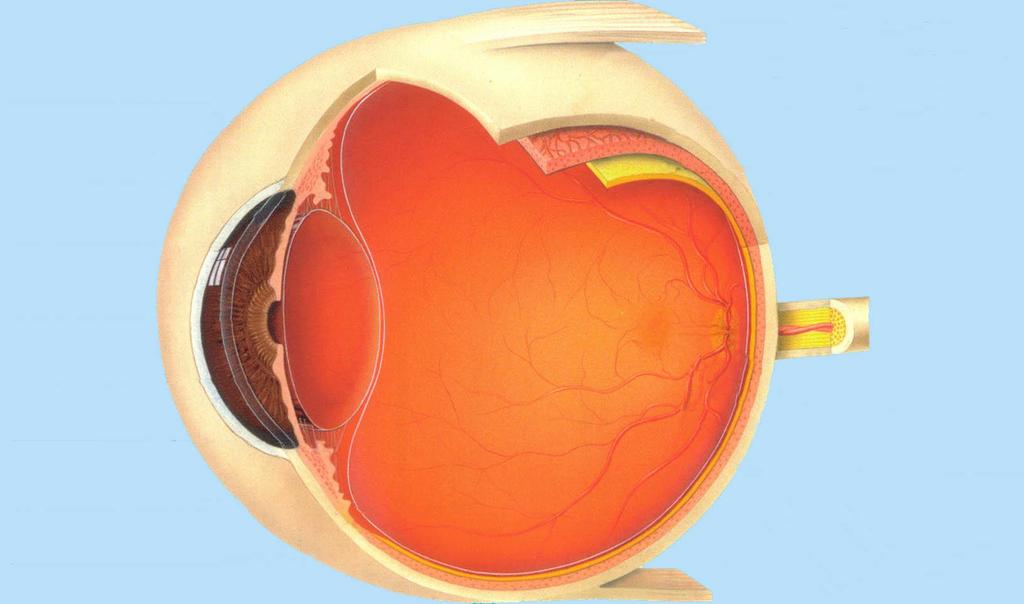 Auge Anatomie Hornhaut