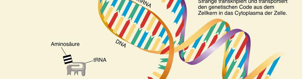 trna: ebenfalls im Zellkern gebildet sind relativ kurze RNA-Moleküle, die jeweils eine der 20 Aminosäuren binden und diese ebenfalls zu den Ribosomen transportieren.