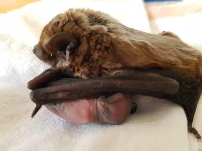 2. Fledermäuse in Pflege Im Mai wurde in ein Kleinabendseglerweibchen mit verletztem Fuß gefunden. Kleinabendsegler sind in äußerst selten. Am 16.06. wurde ein Weibchen geboren.