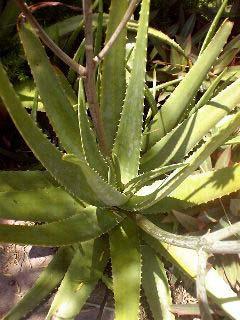 Aloe vera Aloe vera ( Wüstenlilie, botan.: Aloe barbadensis MILLER) gedeiht auf Wüstenboden und speichert in den Blättern weit über 160 Nähr- und Vitalstoffe.