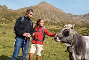 Im Sommer werden die Kühe auf die Tallneralm, die Streitweideralm und die Leite in Schenna sowie auf die zwei Schenner Almen im Passeiertal getrieben.