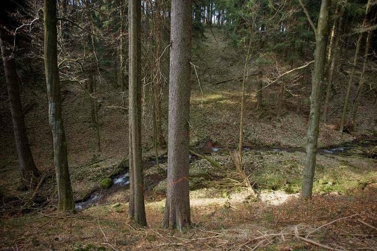 Teilziel Entwicklung naturnaher Laubmischwälder (Waldumbau) Umbau der Fichten-Reinbestände in den Bachauen