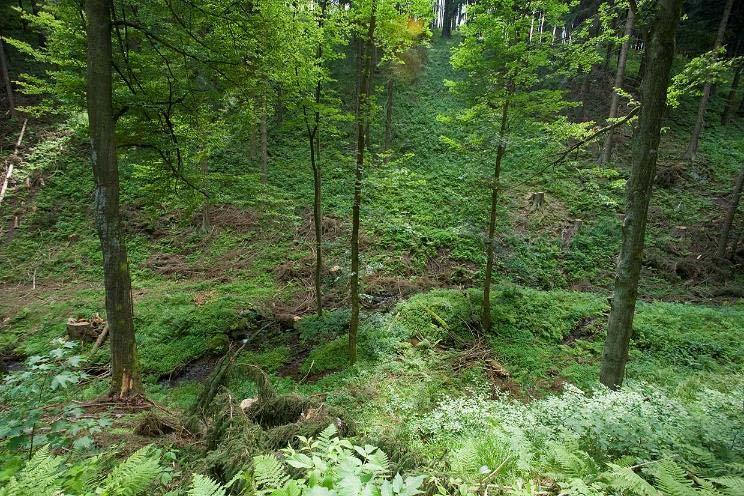 Bächen auf 4 km beauftragt -> insgesamt an bis zu 45km vorgesehen Förderung von strukturreichen Mischwäldern im