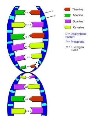 Stochastische Model: DNA Fragestellungen: Zustand (Base) Wie wahrscheinlich ist es, dass ein A nach GATATATA kommt.