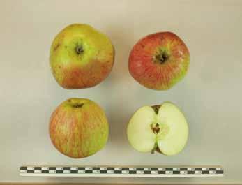 Bild 4: Jede Sorte wird professionell dokumentiert, hier Lohrer Rambur, die zweithäufigste Apfelsorte im Lkr. Würzburg. Bild 5: Die Röhrlesbirne, eine unterfränkische Lokalsorte, galt als verschollen.