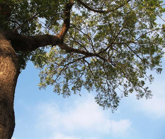Vom Niembaum zum Mahalin-Extrakt Die Kraft des Niembaums Der Niembaum (Azadirachta indica) wird in seinem Heimatland Indien als der freigiebige Baum und Apotheke verehrt.