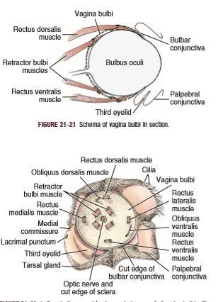NEBENORGANE DES AUGES (ORGANA OCULI ACCESSORIA) ÄUßERE AUGENMUSKULATUR: - während die äußere Augenmuskulatur zur Änderung der Blickrichtung dient - als Skelettmuskulatur der willkürlichen Kontrolle