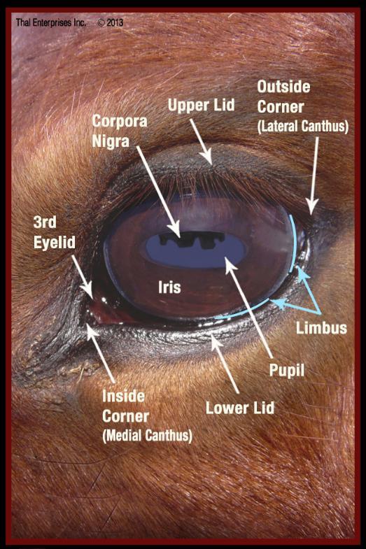NEBENORGANE DES AUGES (ORGANA OCULI ACCESSORIA) AUGENLIEDER (PALPEBRAE): bewegliche Haut und Schleimhautfalten Schutz des Auges 1. PALPEBRA SUPERIOR 2. PALPEBRA INFERIOR 3.