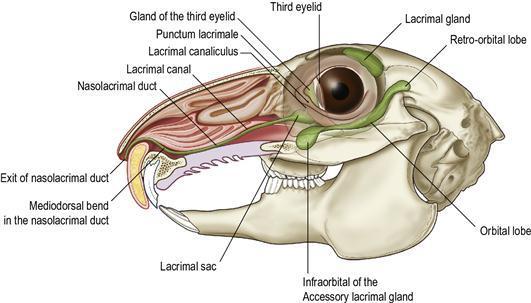 überlagert beim Pferd vom Proc. zygomaticus ossis frontalis überlagert Fossa lacrimalis https://veteriankey.