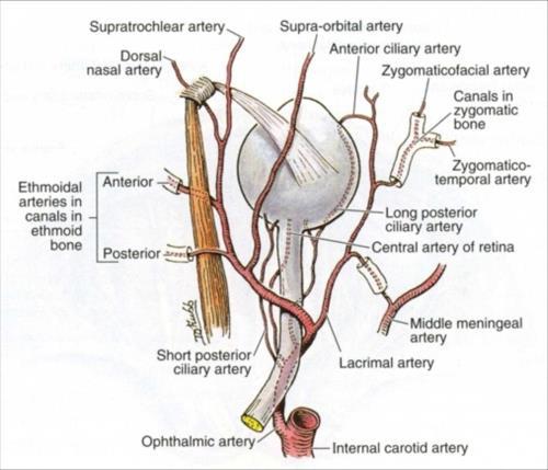 NEBENORGANE DES AUGES (ORGANA OCULI ACCESSORIA) Blutversorgung der Tränendrüse: durch die Arteria lacrimalis - einen Ast der Arteria ophthalmica, versorgt der venöse Abfluss erfolgt