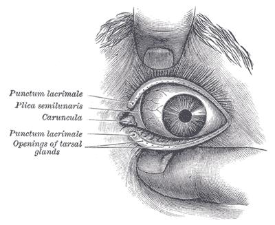LACRIMALIA: - Einmündungsstellen des oberen und unteren Tränenkanälchens 1.