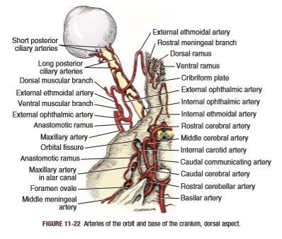 A. centralis retinae: - zum ventromedialen Abschnitt der Retina -