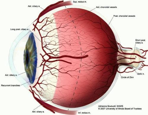 NEBENORGANE DES AUGES (ORGANA OCULI ACCESSORIA) GEFÄßSYSTEM DER CHOROIDEA: CIRCULUS ARTERIOSUS IRIDIS MAJOR: Äste der Aa.