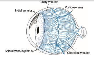 NEBENORGANE DES AUGES (ORGANA OCULI ACCESSORIA) VENEN DER AUGEN: 1. Vena centralis retinae 2. Venae vorticosae : vier Vv.