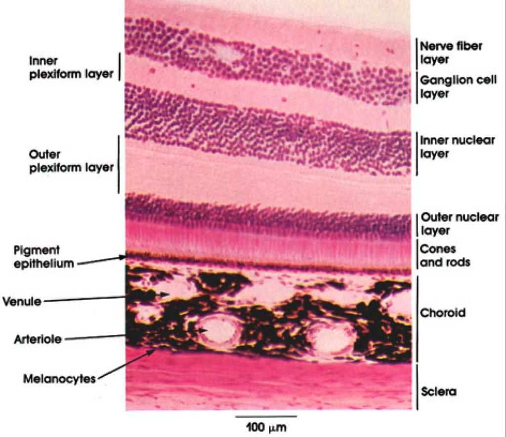 TUNICA VASCULOSA BULBI (MITTLERE AUGENHAUT, UVEA) CHOROIDEA (ADERHAUT): eine pigmentierte und stark vaskularisierte Schicht