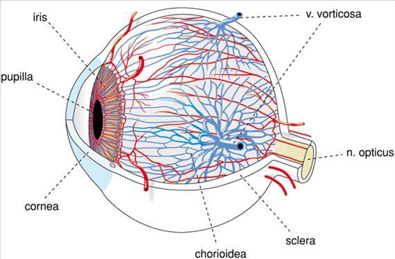 TUNICA VASCULOSA BULBI (MITTLERE AUGENHAUT, UVEA) GEFÄßVERSORGUNG DER CHOROIDEA: a) Arteriae ciliares posteriores breves (hinterer Abschnitt)