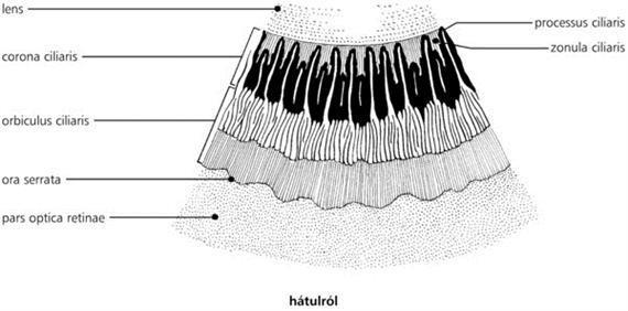 innen - die Ziliarfortsätze enthalten weitlumige Kapillaren mit fenestriertem Endothel -