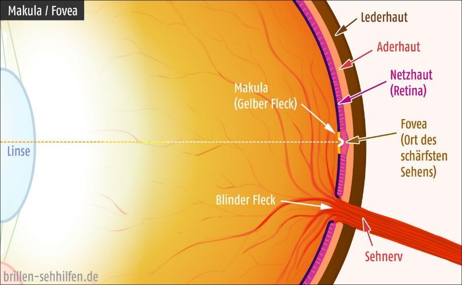 TUNICA INTERNA BULBI (INNERE AUGENHAUT, NETZHAUT, RETINA) AUGENHINTERGRUND (FUNDUS OCULI): Papilla (Discus) nervi optici blinder Fleck beim Pferd - die A.