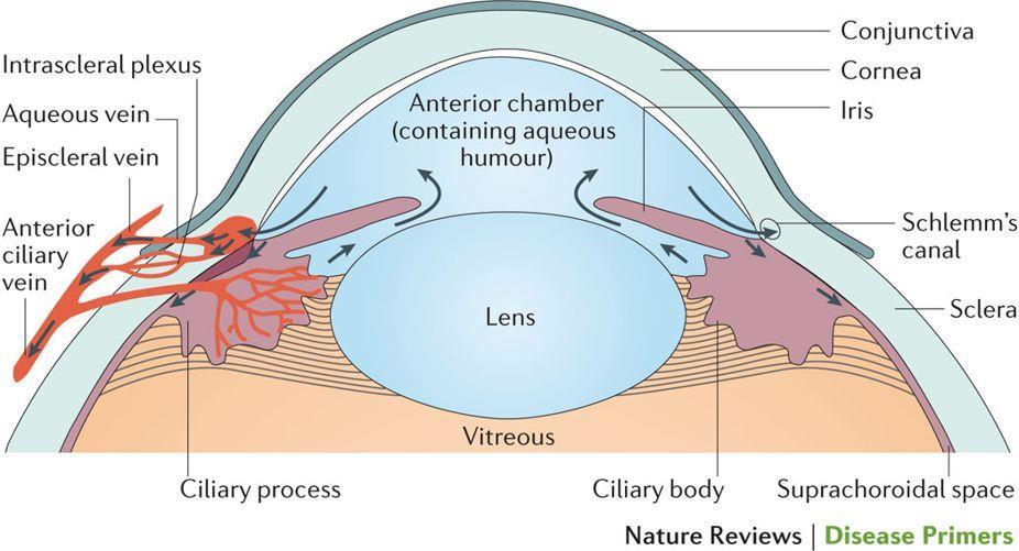 Schlemm-Kanals (Sinus venosus sclerae) imangulus iridocornealis befindet, aus den Augenkammern abgeleitet - diese Venen münden in intra - und
