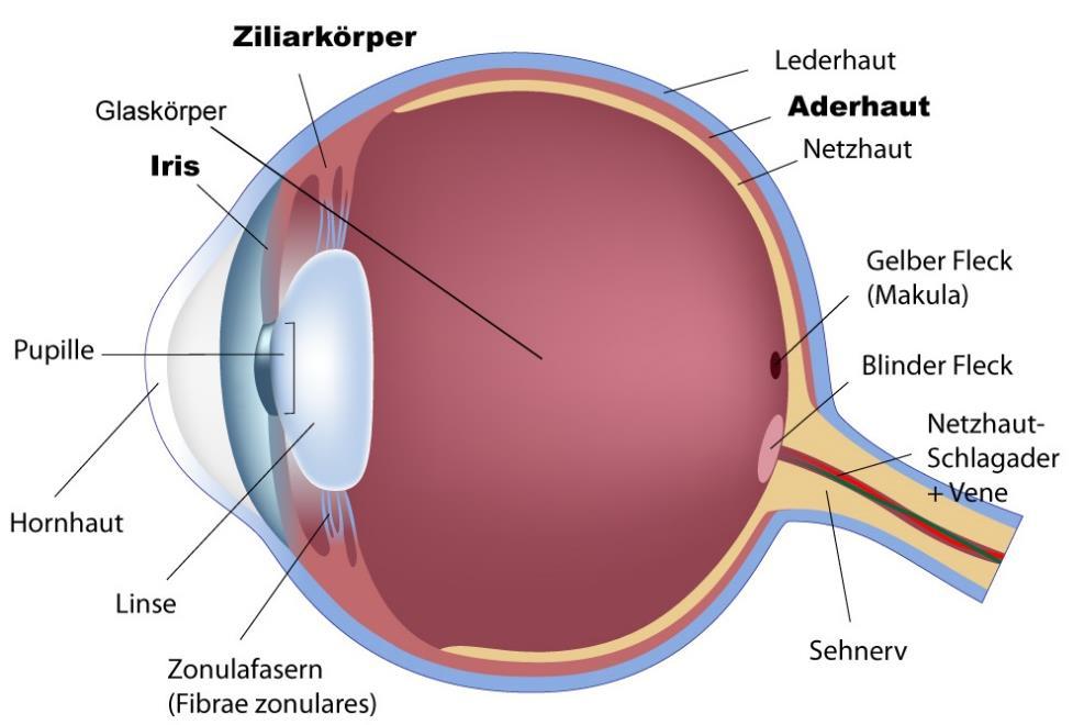 die Augenlinse (Lens oculi) man unterteilt ihn in die beiden