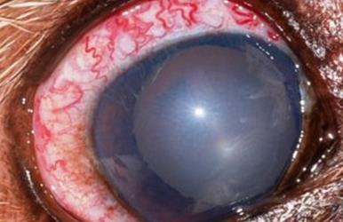 der Augeninnendruck Entstehungsmechanismus des Glaukoms wird ein Missverhältnis von Augeninnendruck und Durchblutung des Sehnervs angesehen bei