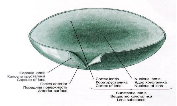 LINSE (LENS OCULI) SUBSTANZIA LENTIS (LINSENSUBSTANZ): glasklare, durchsichtig entwickelt sich aus den äquatorialen Epithelzellen besteht aus Fasern https://studfiles.