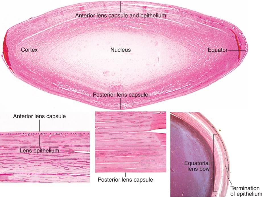 LINSE (LENS OCULI) CORTEX LENTIS (LINSENRINDE): dünne Gewebeschicht geht ohne scharfe Grenzen in den Nucleus lentis über frei von Nerven und Blutgefäße den Linsenkern und die Linsenrinde umgibt wird